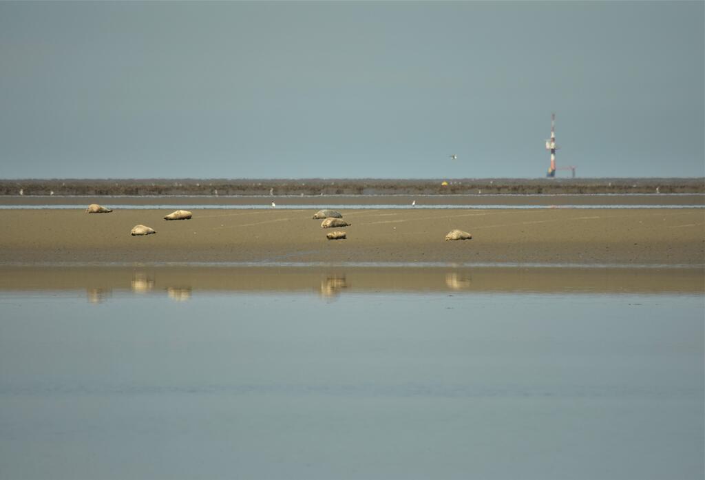 Seehunde, Liegeplätze, Wattenmeer, Butjadingen