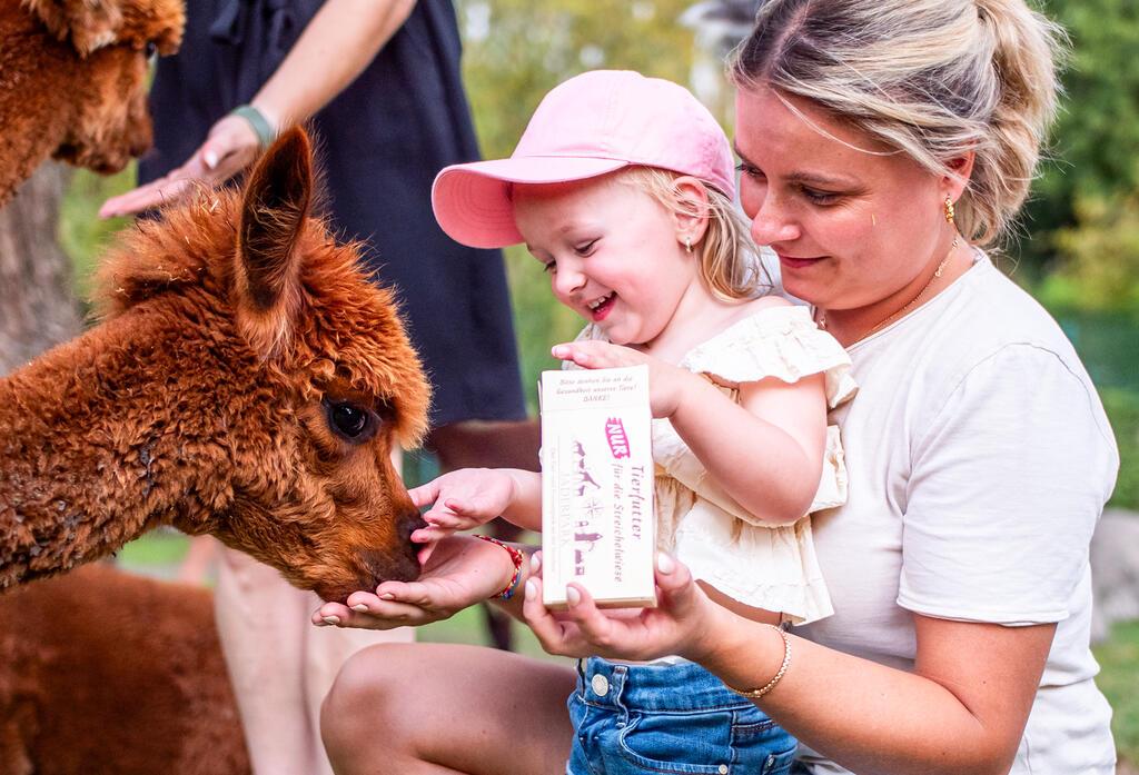 Jaderpark, Zoo, Tiere fütter, Alpaka, Streichelwiese
