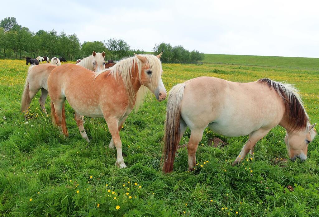 Idylle, Pferde, Weiden