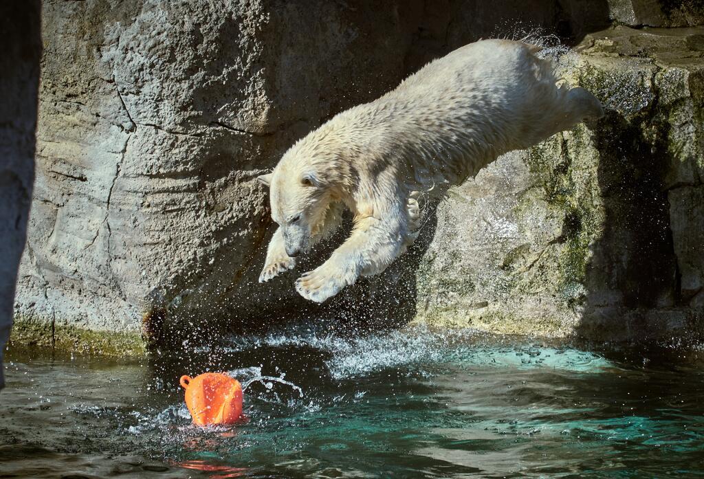 Tierische Wasserspiele: Ein Eisbär beim Sprung ins Wasser. 